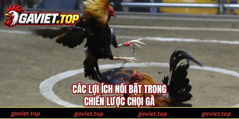 Các lợi ích nổi bật trong chiến lược chọi gà