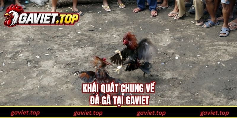 Khái quát chung về đá gà tại Gaviet