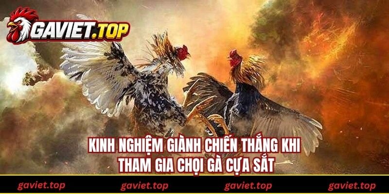 Kinh nghiệm giành chiến thắng khi tham gia chọi gà cựa sắt