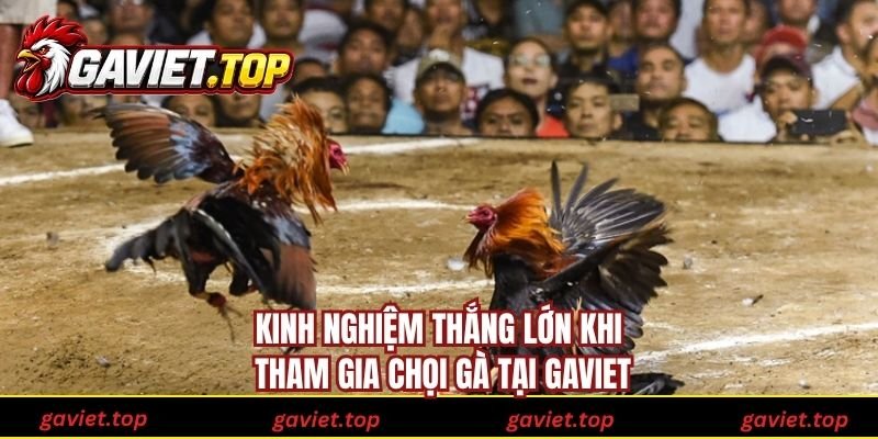 Kinh nghiệm thắng lớn khi tham gia chọi gà tại Gaviet
