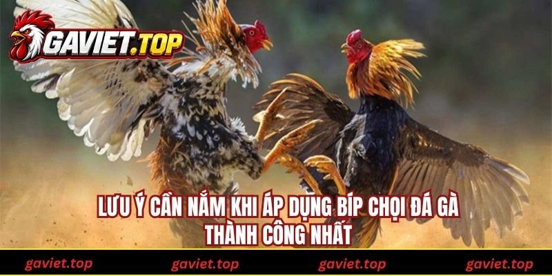 Lưu ý cần nắm khi áp dụng bíp chọi đá gà thành công nhất