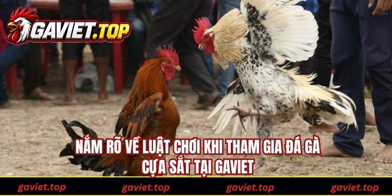 Nắm rõ về luật chơi khi tham gia đá gà cựa sắt tại Gaviet