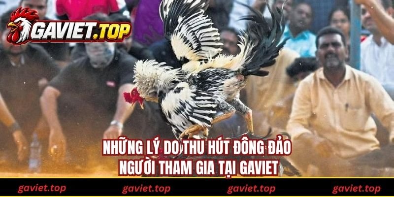 Những lý do thu hút đông đảo người tham gia tại Gaviet