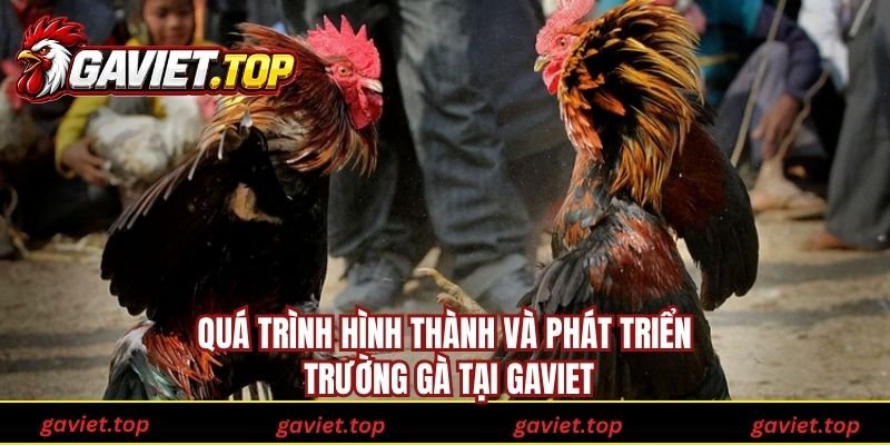 Quá trình hình thành và phát triển trường gà tại Gaviet