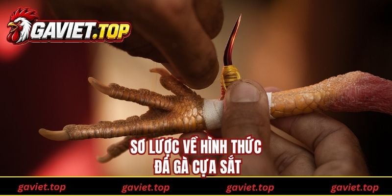 Sơ lược về hình thức đá gà cựa sắt