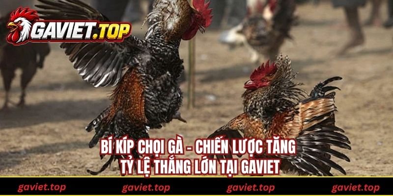 Bí Kíp Chọi Gà - Chiến Lược Tăng Tỷ Lệ Thắng Lớn Tại Gaviet