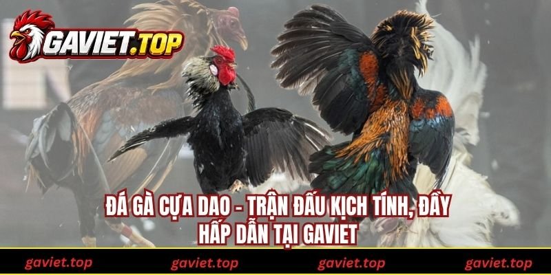 Đá gà Cựa Dao - Trận Đấu Kịch Tính, Đầy Hấp Dẫn Tại Gaviet
