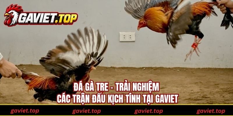 Đá Gà Tre - Trải Nghiệm Các Trận Đấu Kịch Tính Tại Gaviet
