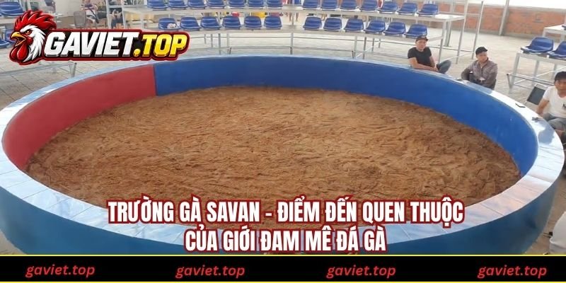 Trường Gà SaVan - Điểm Đến Quen Thuộc Của Giới Đam Mê Đá Gà